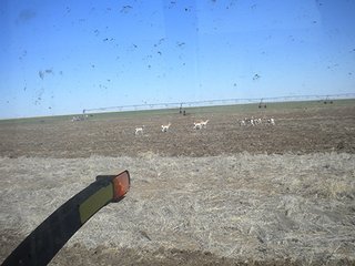 Property photo 43 - IRRIGATED LAND AUCTION - 12,160+/- ACRES OFFERED IN 12 TRACTS IN HARTLEY & MOORE COUNTY, TEXAS